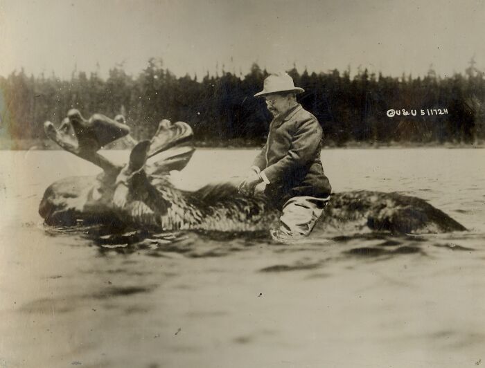Teddy Roosevelt Riding a Bull Moose (Not Really)