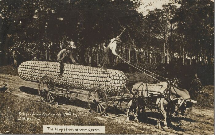 Giant Corn? Midwest Tall Tale Postcard Style