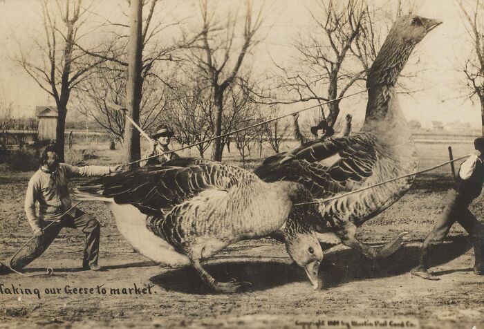 Giant Geese on Parade—Postcard Exaggeration Level Expert