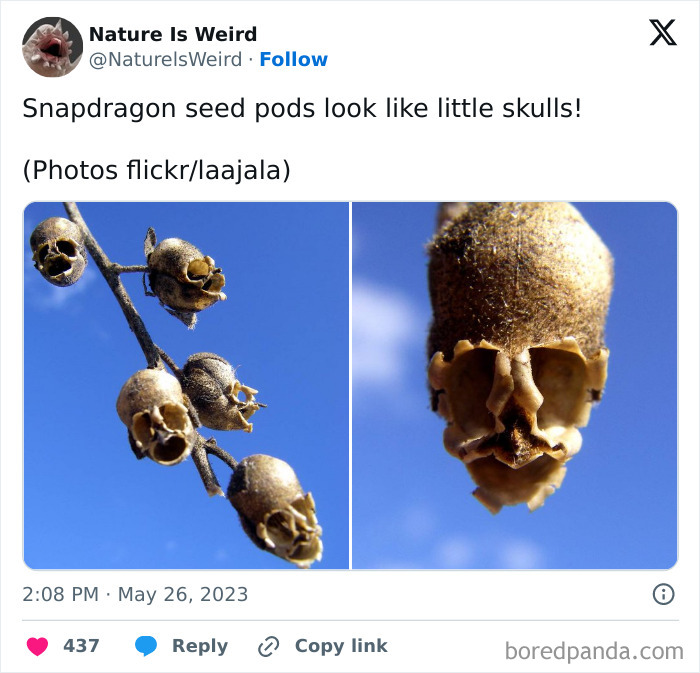 Wait, Nature Got Weird! 42 Pics That’ll Blow Your Mind