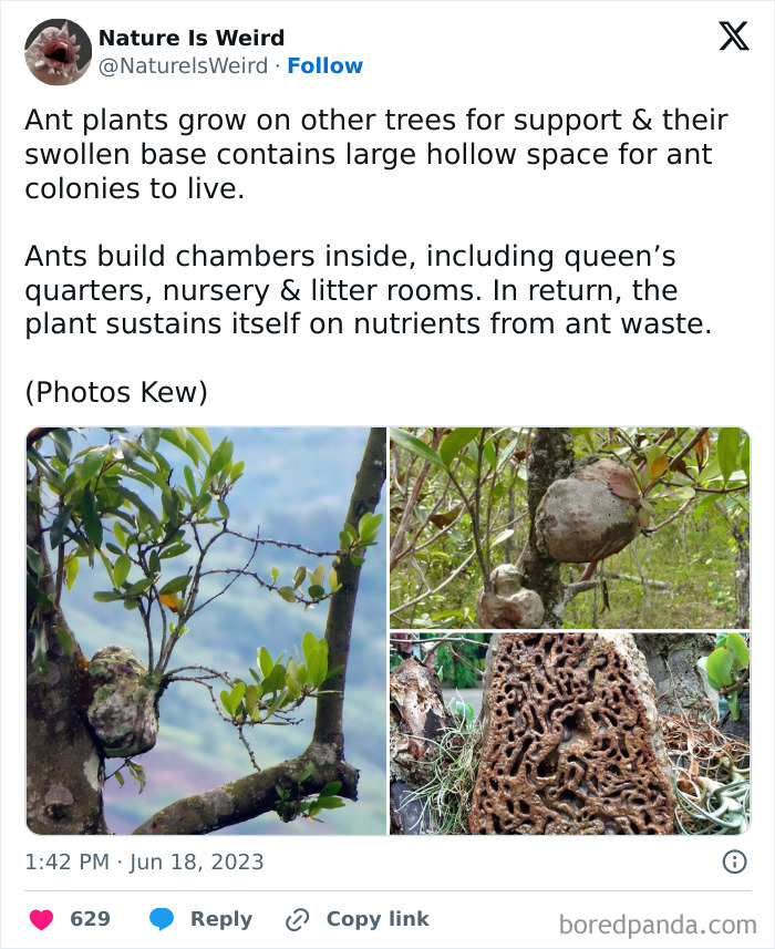 Wait, Nature Got Weird! 42 Pics That’ll Blow Your Mind