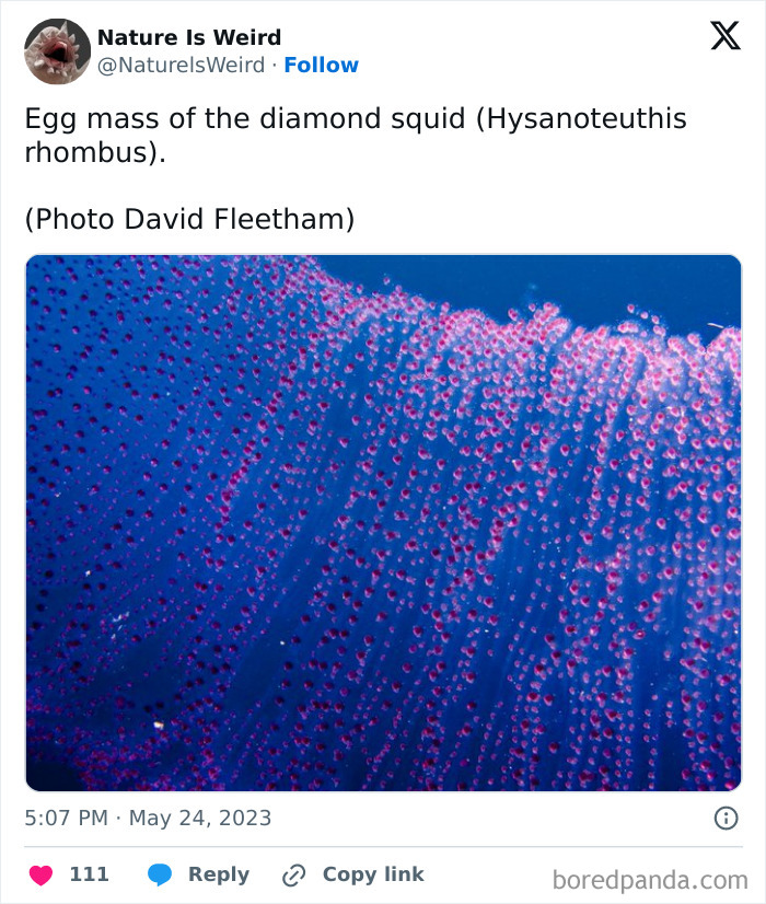 Wait, Nature Got Weird! 42 Pics That’ll Blow Your Mind
