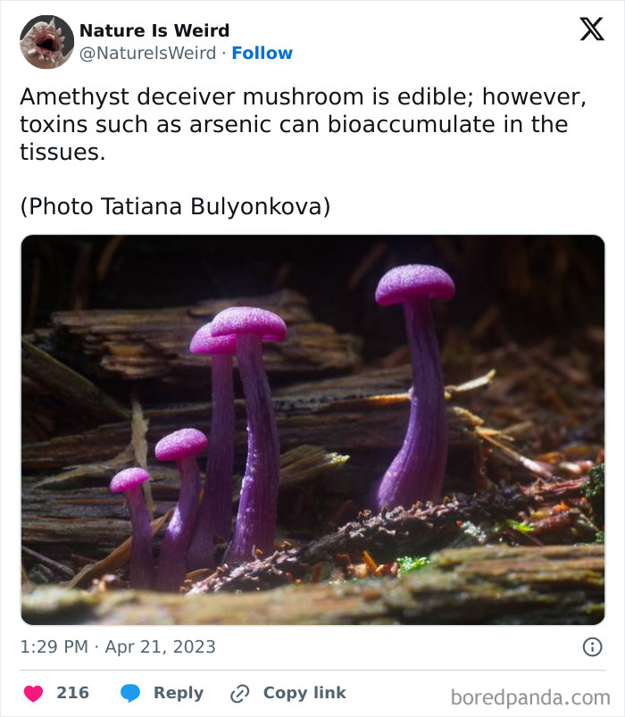 Wait, Nature Got Weird! 42 Pics That’ll Blow Your Mind