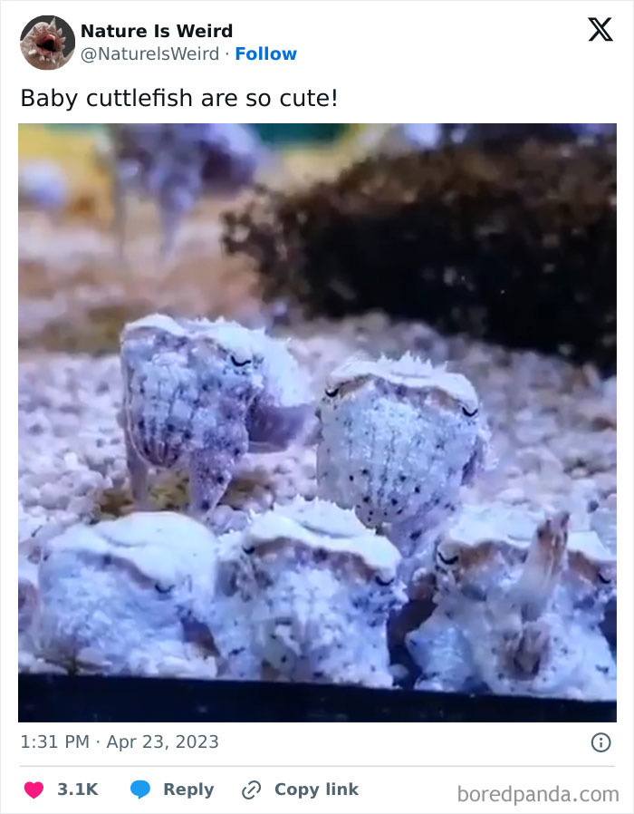 Wait, Nature Got Weird! 42 Pics That’ll Blow Your Mind