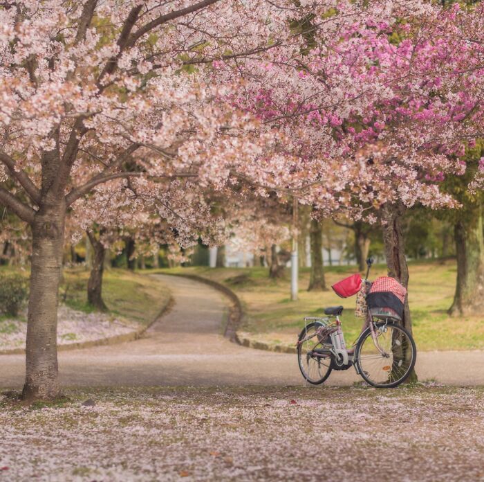 42 Jaw-Dropping Photos That Make Japan Look Like a Dream