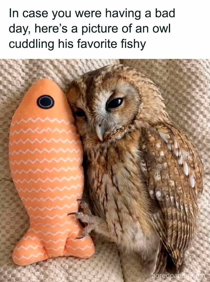 Let's Rank Some Ridiculously Catchy Memes That'll Stick in Your Brain