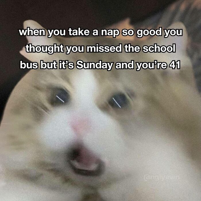 Let's Rank Some Ridiculously Catchy Memes That'll Stick in Your Brain