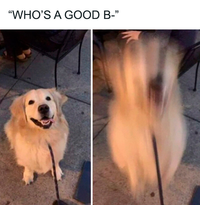 Let's Rank Some Ridiculously Catchy Memes That'll Stick in Your Brain