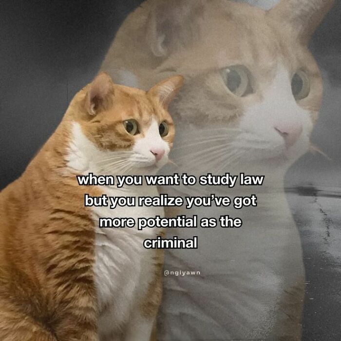 Let's Rank Some Ridiculously Catchy Memes That'll Stick in Your Brain