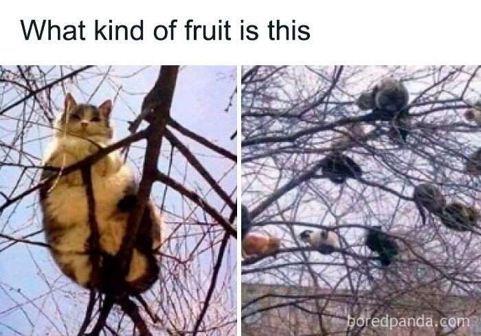 Let's Rank Some Ridiculously Catchy Memes That'll Stick in Your Brain