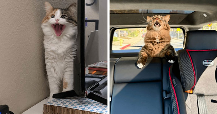 Let’s Rank The Loudest Cats Who Totally Nail The Art of Yelling