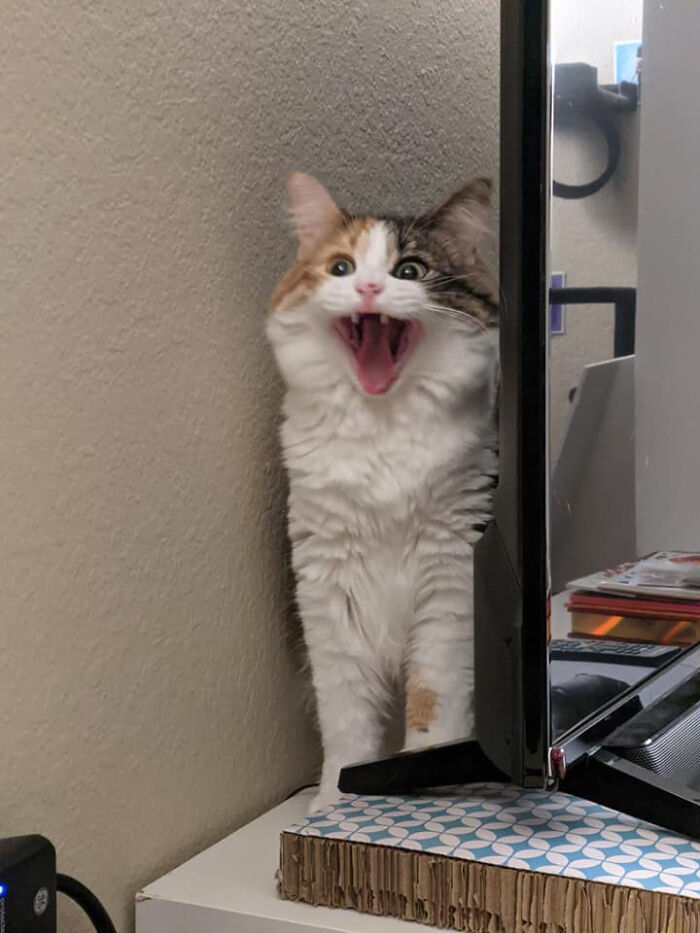 Meet Basil: The King of Hilarious Yells