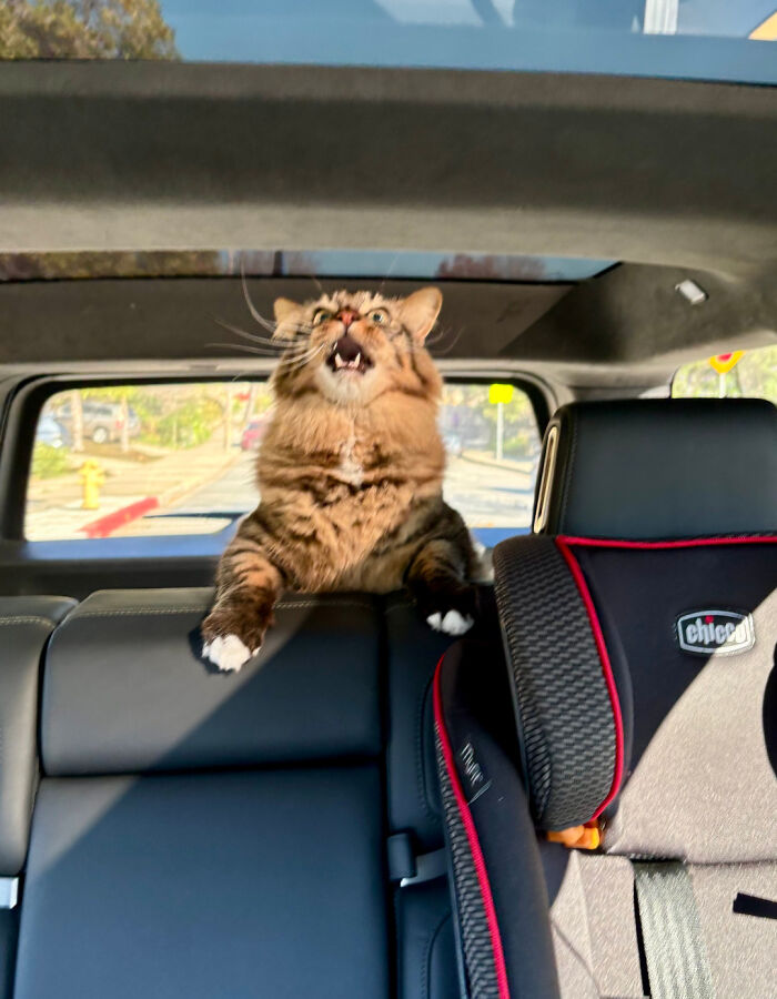 Escape Artist Cat Triumphantly Yells on the Way to the Vet