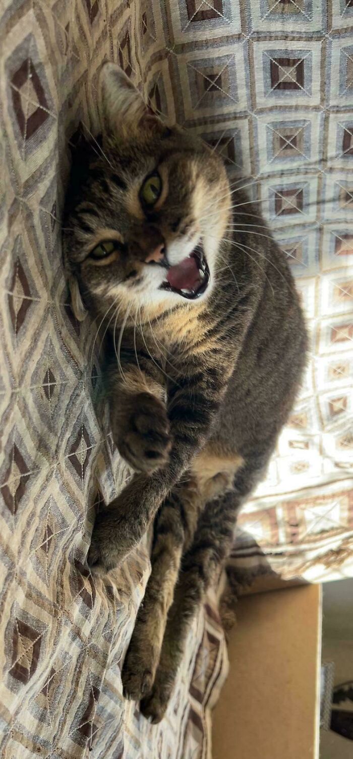 Just Posing to Get the Perfect Yell Shot