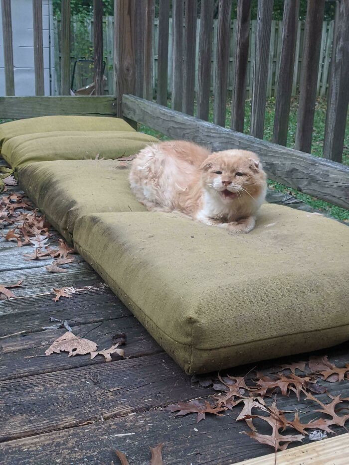 Let's Rank The Loudest Cats Who Totally Nail The Art of Yelling