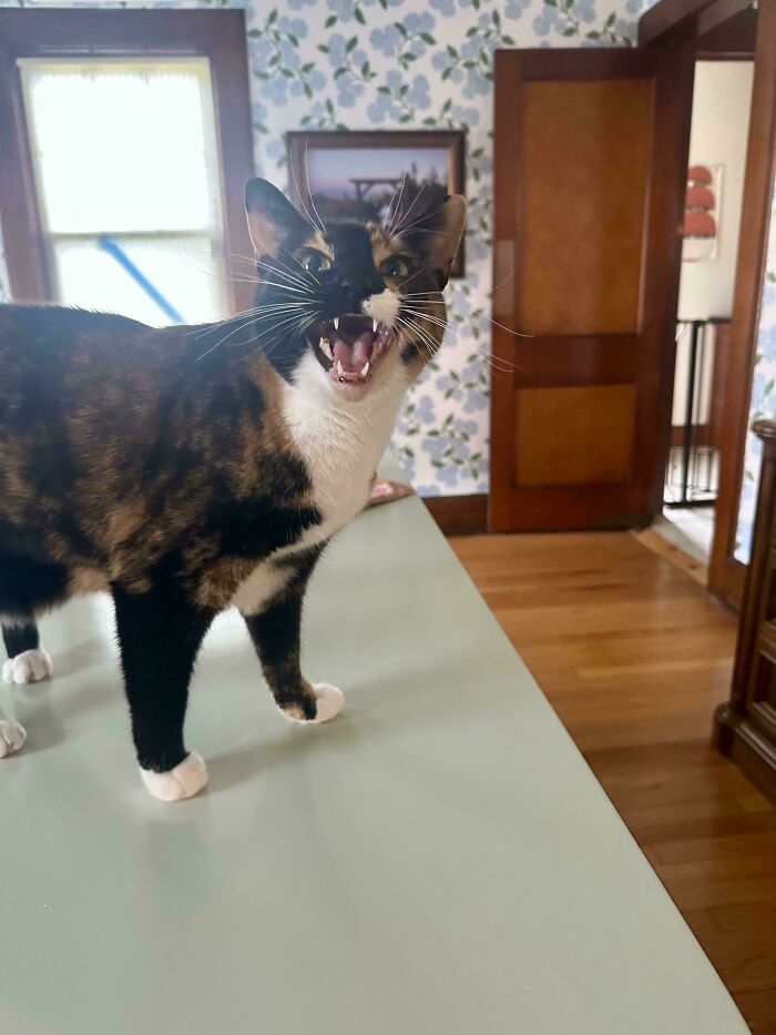Let's Rank The Loudest Cats Who Totally Nail The Art of Yelling