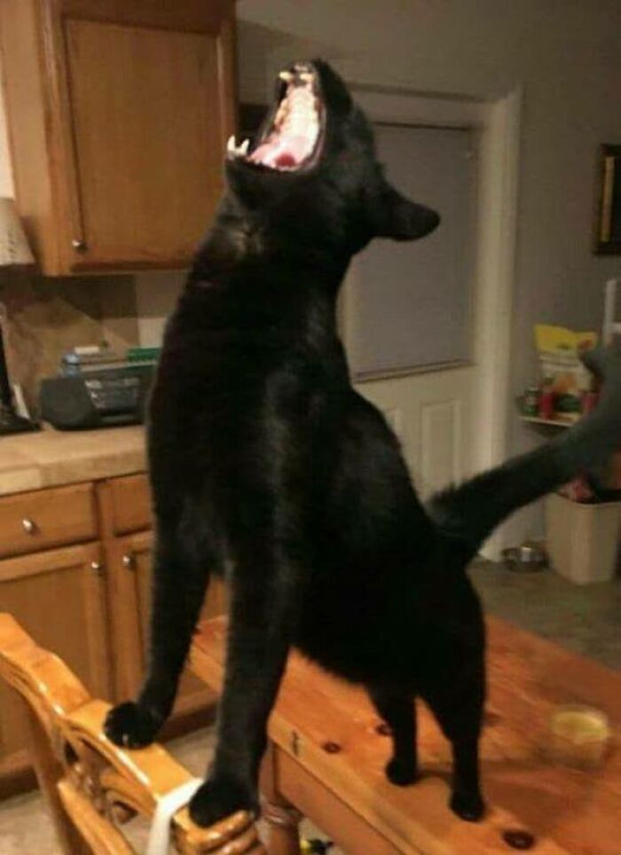 Let's Rank The Loudest Cats Who Totally Nail The Art of Yelling