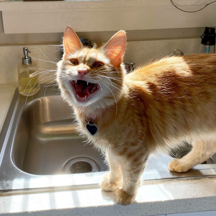 Let's Rank The Loudest Cats Who Totally Nail The Art of Yelling