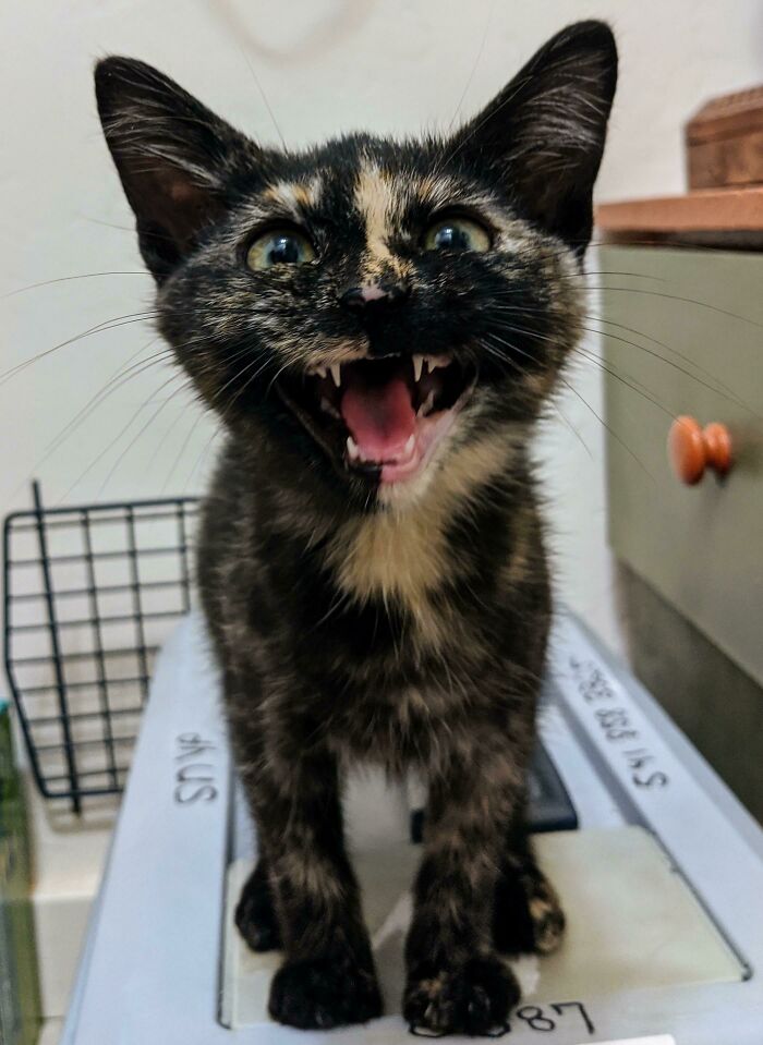 Let's Rank The Loudest Cats Who Totally Nail The Art of Yelling
