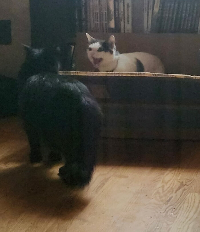 Let's Rank The Loudest Cats Who Totally Nail The Art of Yelling