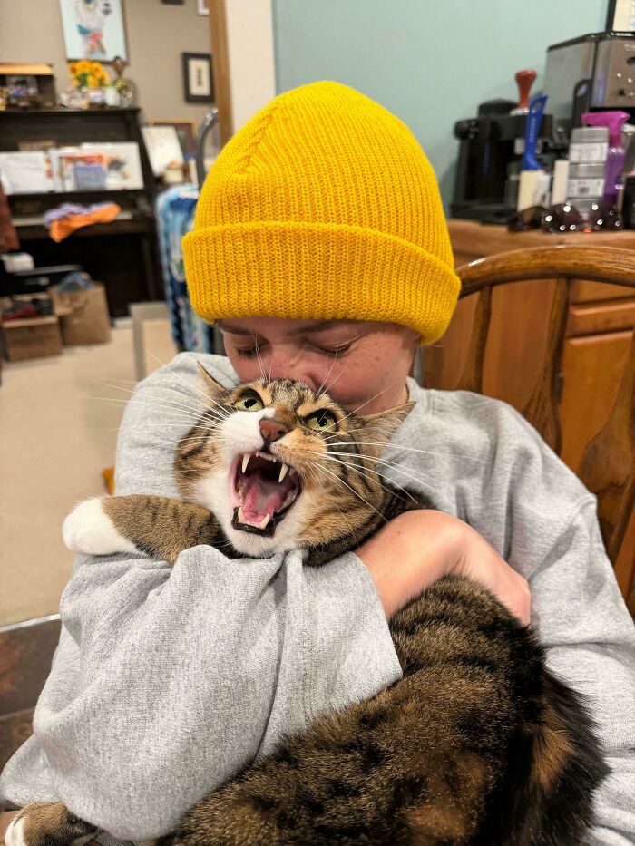Let's Rank The Loudest Cats Who Totally Nail The Art of Yelling