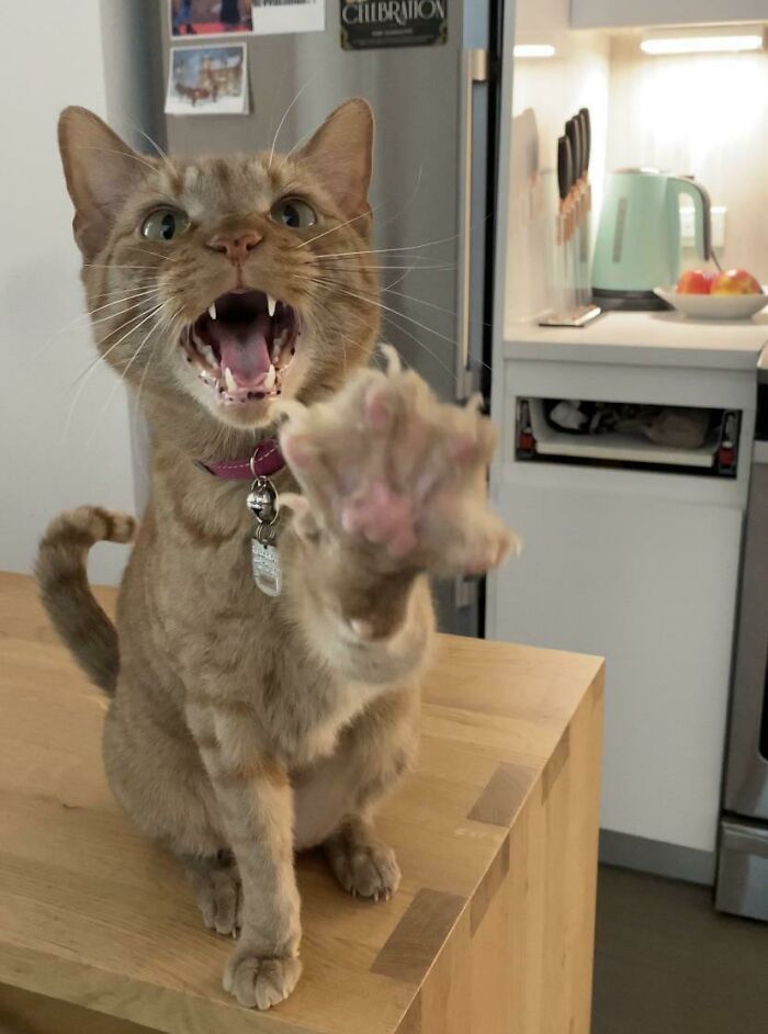 Let's Rank The Loudest Cats Who Totally Nail The Art of Yelling