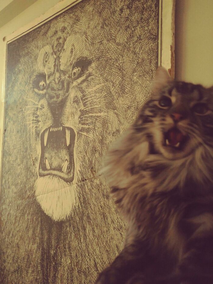 Let's Rank The Loudest Cats Who Totally Nail The Art of Yelling