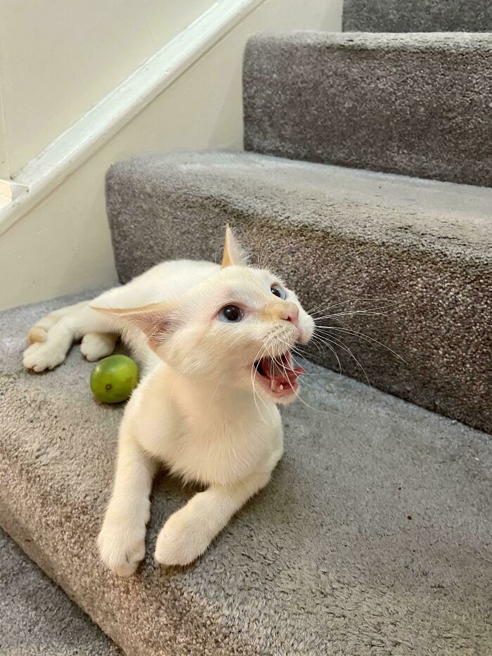Let's Rank The Loudest Cats Who Totally Nail The Art of Yelling