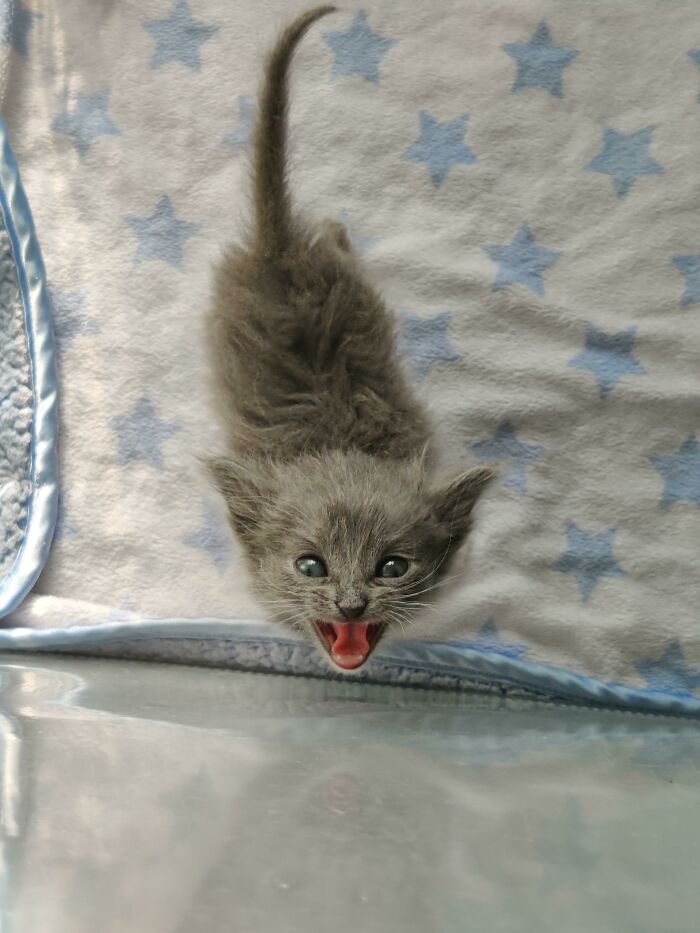 Let's Rank The Loudest Cats Who Totally Nail The Art of Yelling