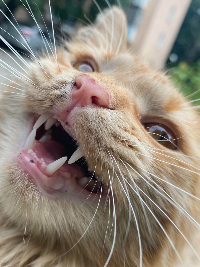 Let's Rank The Loudest Cats Who Totally Nail The Art of Yelling