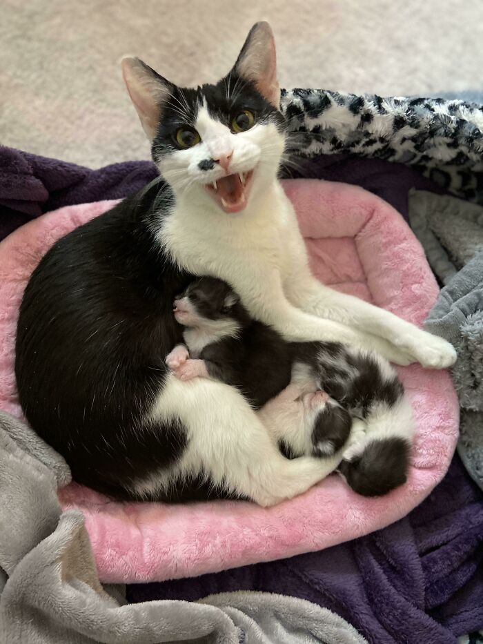 Let's Rank The Loudest Cats Who Totally Nail The Art of Yelling