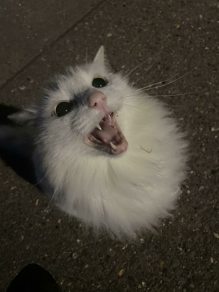Let's Rank The Loudest Cats Who Totally Nail The Art of Yelling