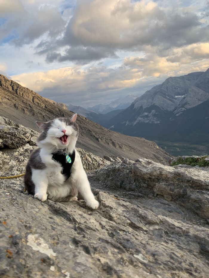Let's Rank The Loudest Cats Who Totally Nail The Art of Yelling