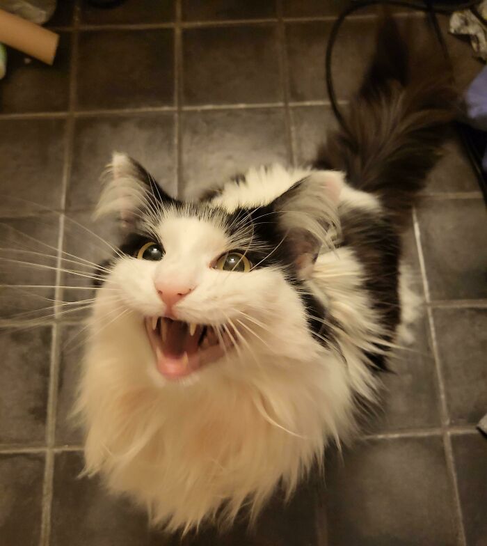 Let's Rank The Loudest Cats Who Totally Nail The Art of Yelling