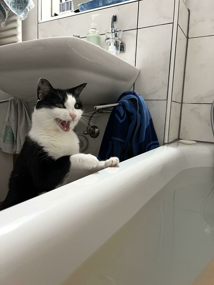 Let's Rank The Loudest Cats Who Totally Nail The Art of Yelling