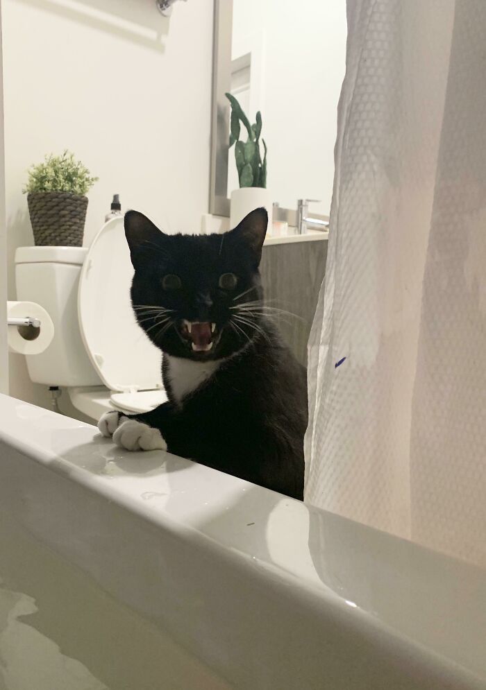 Let's Rank The Loudest Cats Who Totally Nail The Art of Yelling