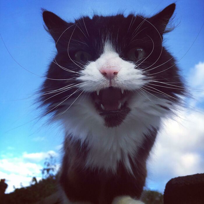Let's Rank The Loudest Cats Who Totally Nail The Art of Yelling
