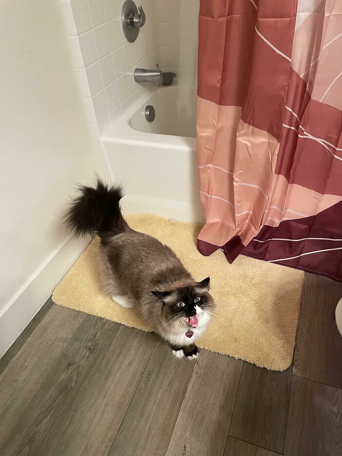 Let's Rank The Loudest Cats Who Totally Nail The Art of Yelling