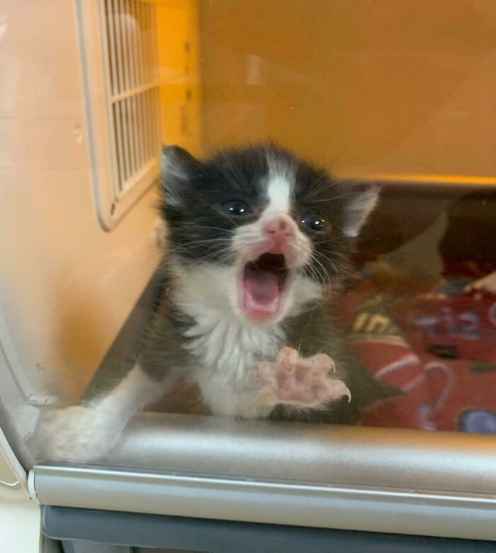 Let's Rank The Loudest Cats Who Totally Nail The Art of Yelling