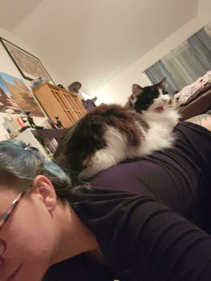 Let's Rank The Loudest Cats Who Totally Nail The Art of Yelling