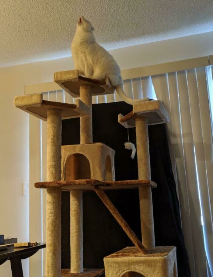 Let's Rank The Loudest Cats Who Totally Nail The Art of Yelling