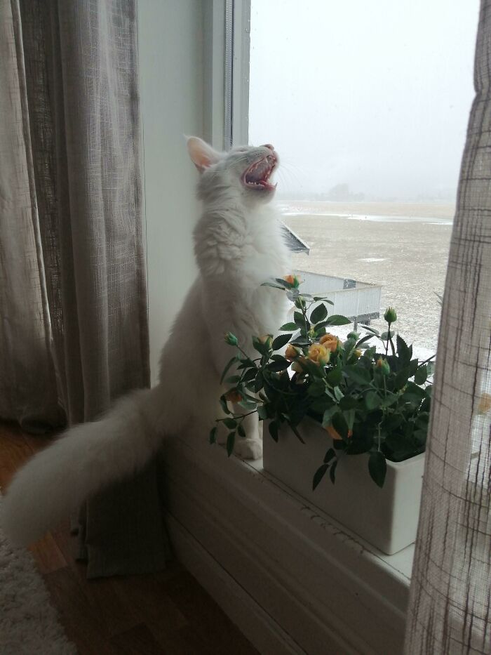 Let's Rank The Loudest Cats Who Totally Nail The Art of Yelling