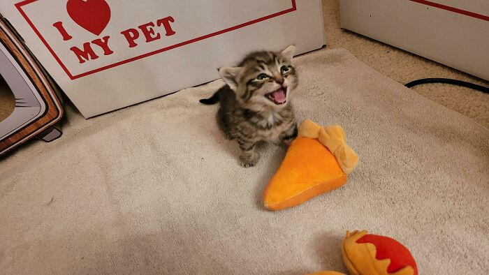 Let's Rank The Loudest Cats Who Totally Nail The Art of Yelling