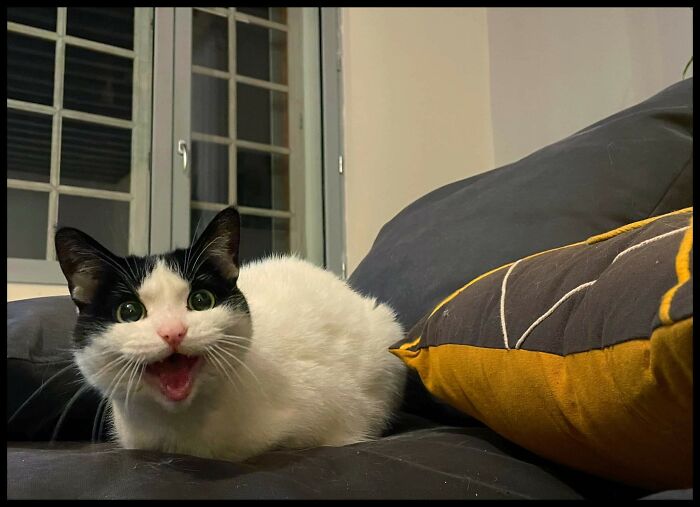 Let's Rank The Loudest Cats Who Totally Nail The Art of Yelling