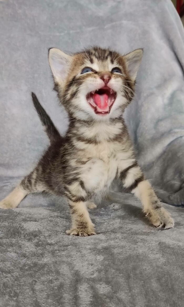 Let's Rank The Loudest Cats Who Totally Nail The Art of Yelling