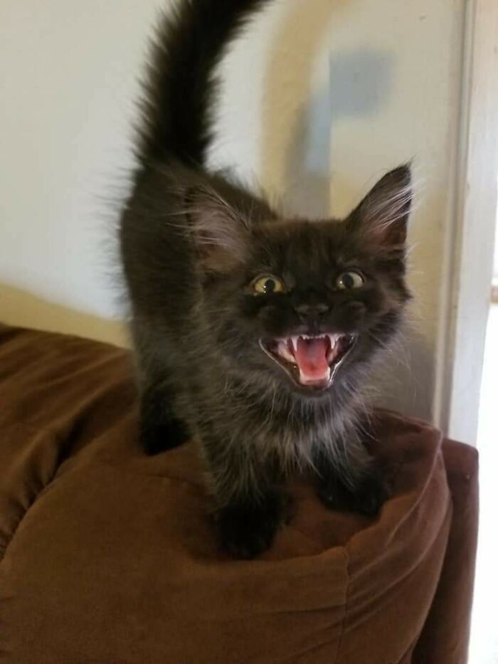 Let's Rank The Loudest Cats Who Totally Nail The Art of Yelling
