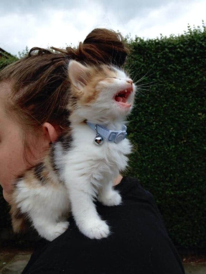Let's Rank The Loudest Cats Who Totally Nail The Art of Yelling