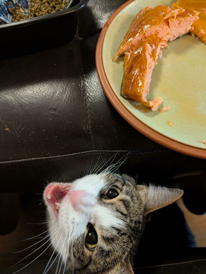 Let's Rank The Loudest Cats Who Totally Nail The Art of Yelling