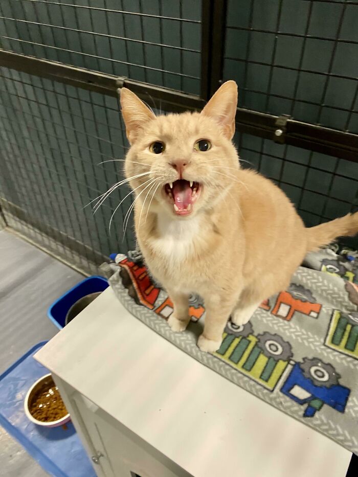 Let's Rank The Loudest Cats Who Totally Nail The Art of Yelling
