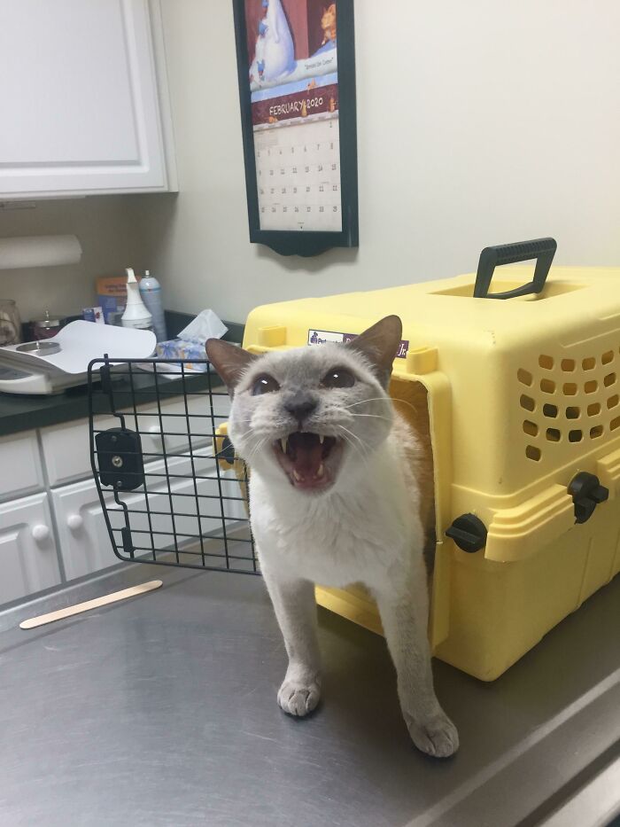 Let's Rank The Loudest Cats Who Totally Nail The Art of Yelling